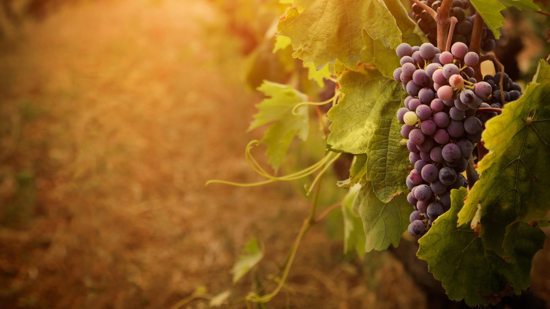grapevine 1920x1080 - Dogodki