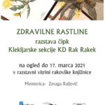 Zdravilne rastline: razstava čipk Klekljarske sekcije KD Rak Rakek
