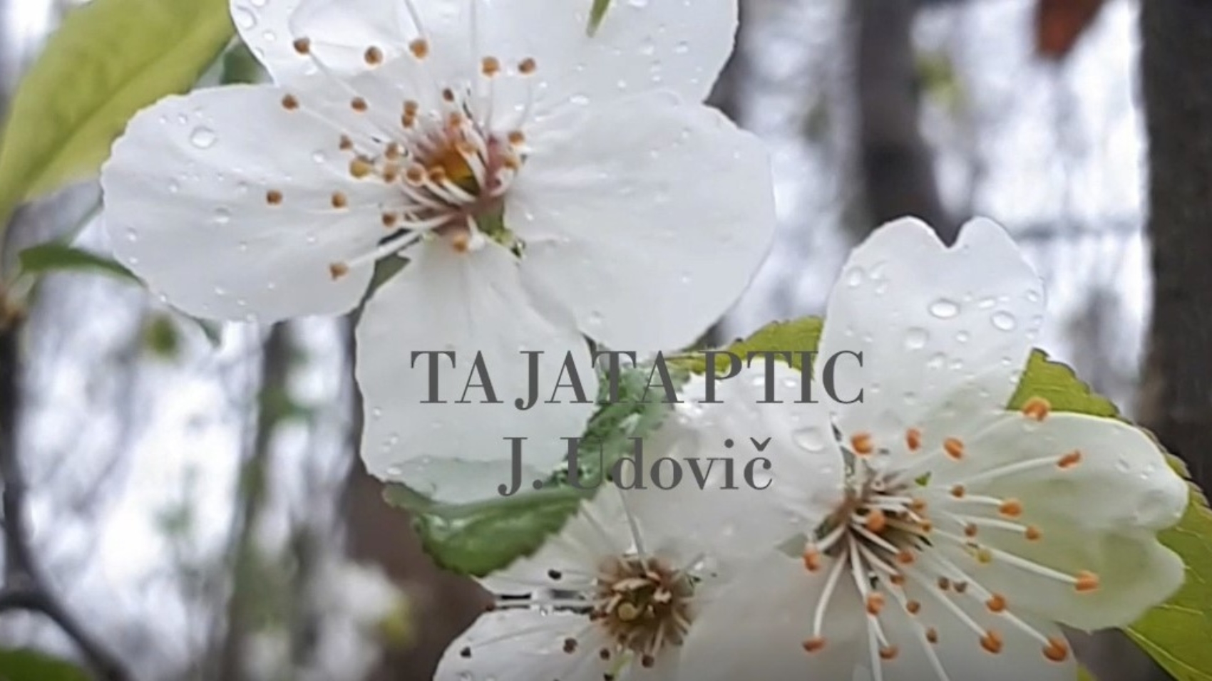 ta-jata-ptic