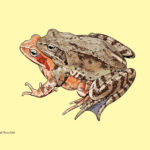 Paul Veenvliet: Narava uči umetnost - razstava ilustracij narave