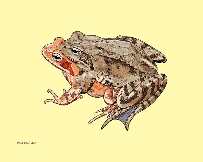 Paul Veenvliet: Narava uči umetnost - razstava ilustracij narave