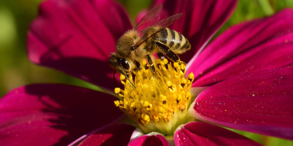 Razstava ob svetovnem dnevu čebel