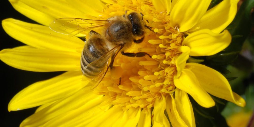 Za čebelarstvo ni vsaki, kakor za matiko – čebelarstvo na Kočevskem