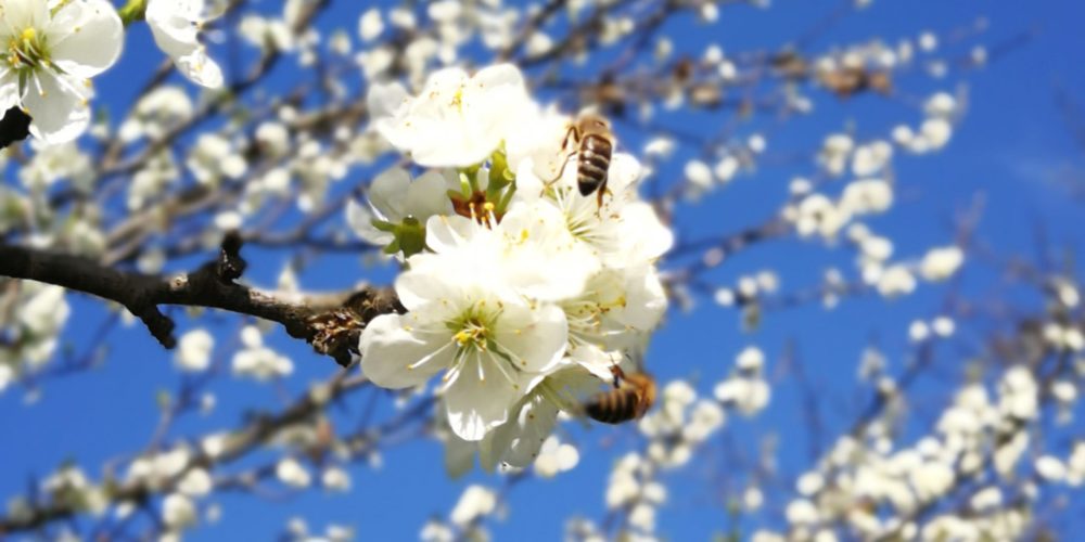 Alenka Veber: Kdor se čebel boji, medu ne dobi